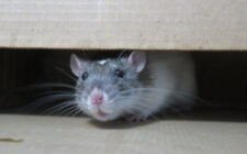 Infestation de rats : comment protéger votre maison