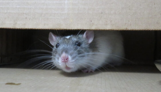 Infestation de rats : comment protéger votre maison